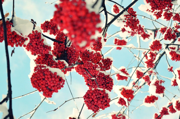 Rowanberries covered with snow on sunny winter day