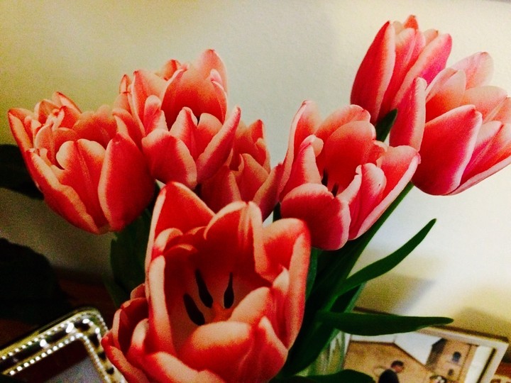 Il tulipano d'orato 