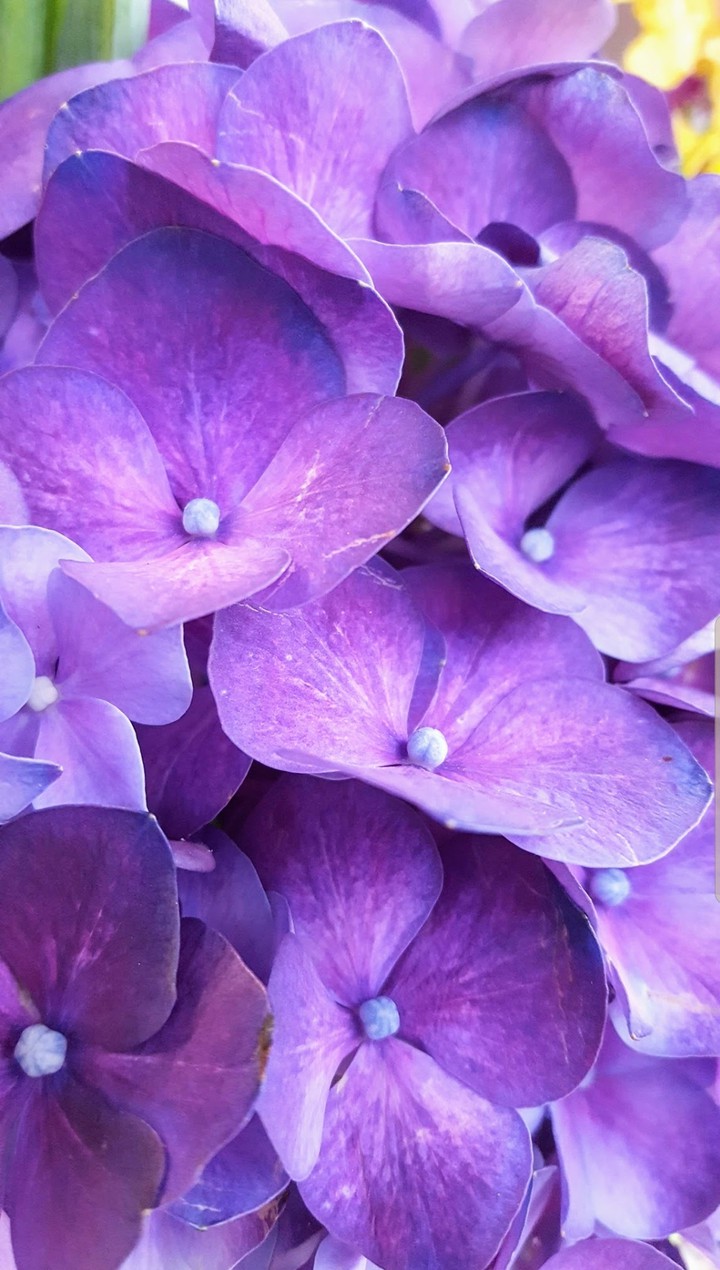 Purple Hydrangeas