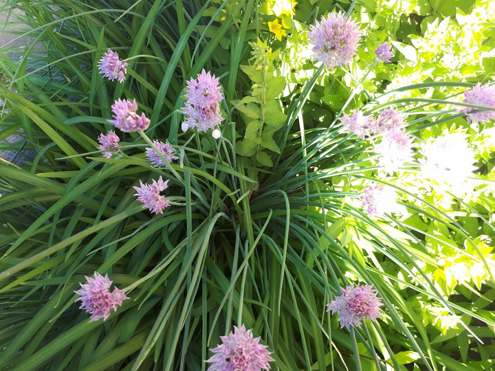 flowers