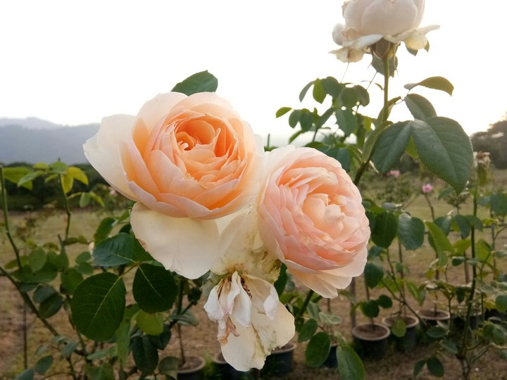 roses
