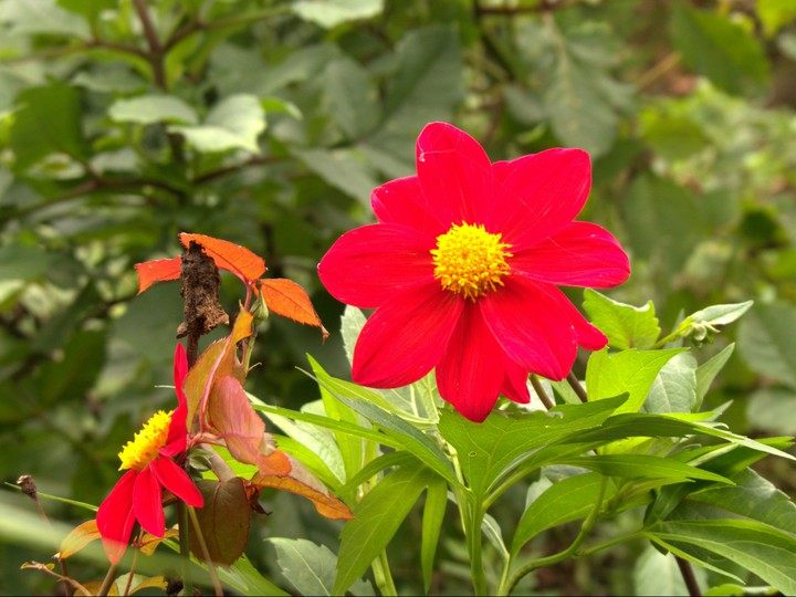 flower