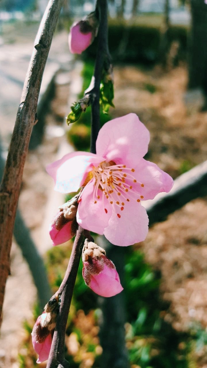 spring flower