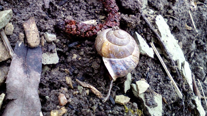 snail●