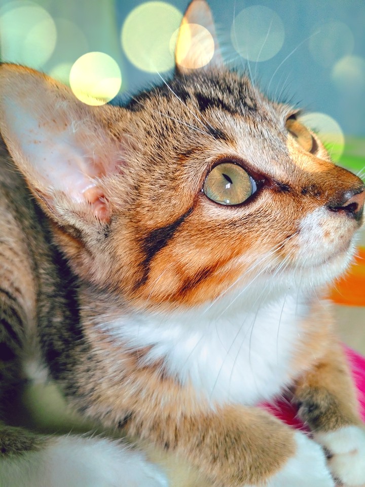 love cat