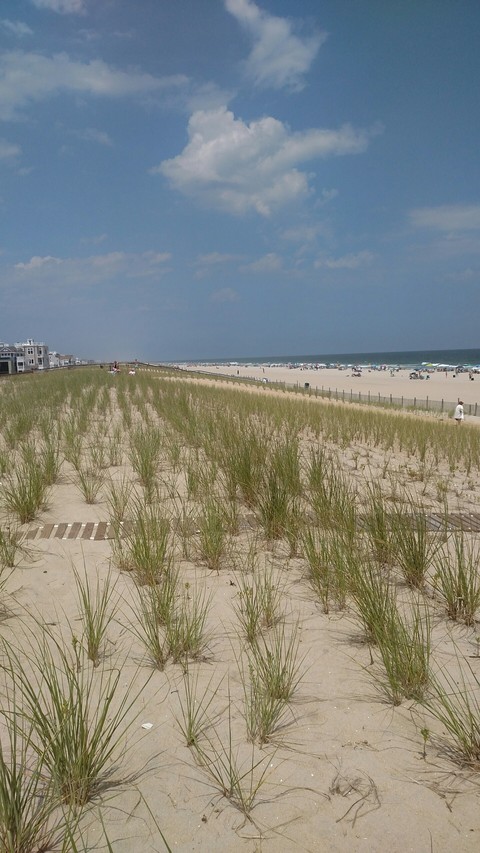 dunes