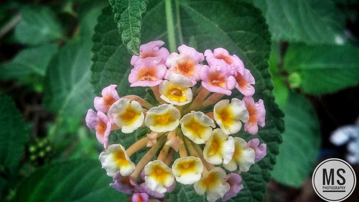 Beautiful natural bunch of flowers