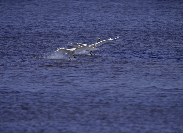 Birds