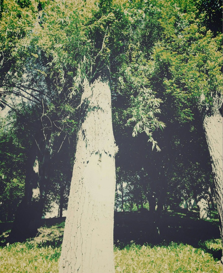 big tree