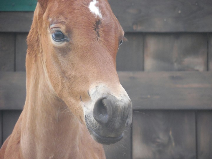 the most beautiful colt