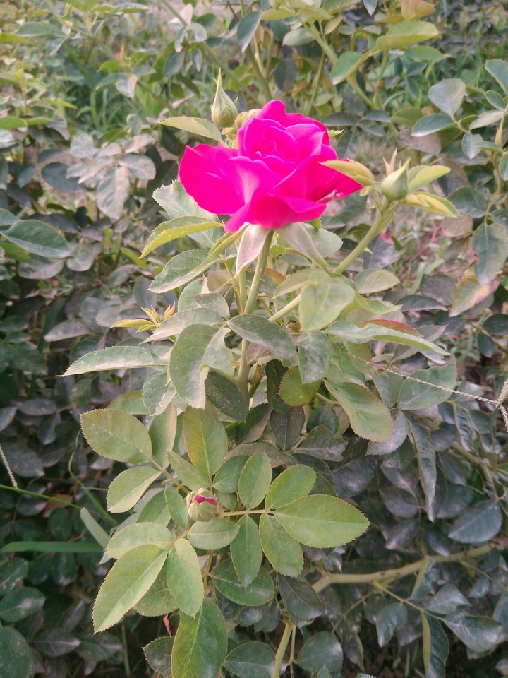 Red rose