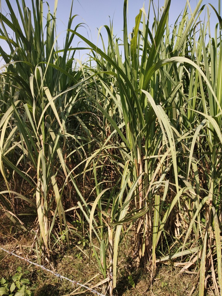 punjab