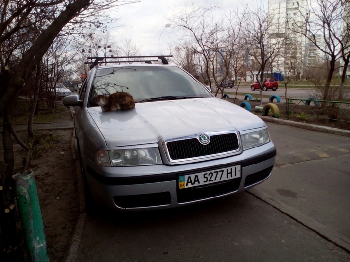 КОШКА ОТДЫХАЕТ