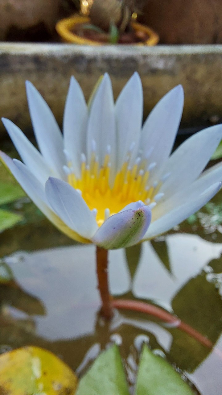 white Lotus
