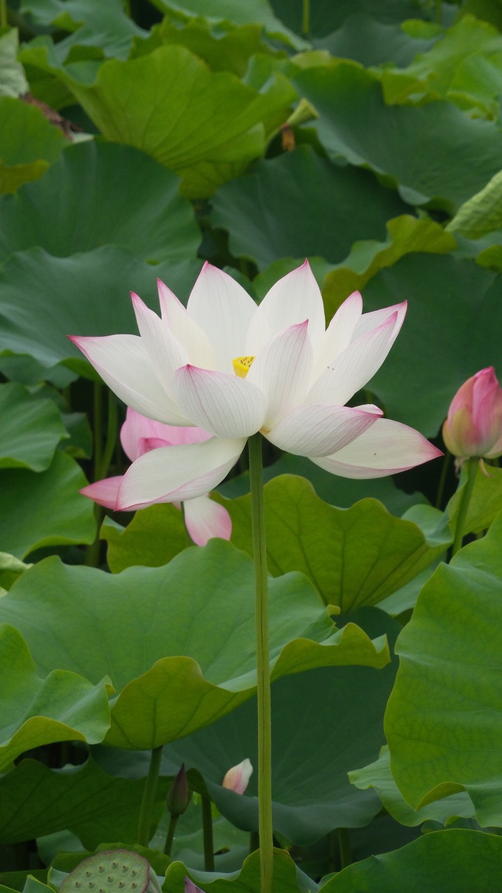 연꽃