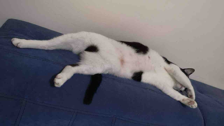 baby cat