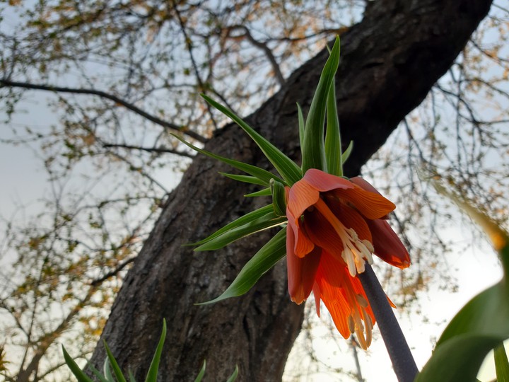 nature