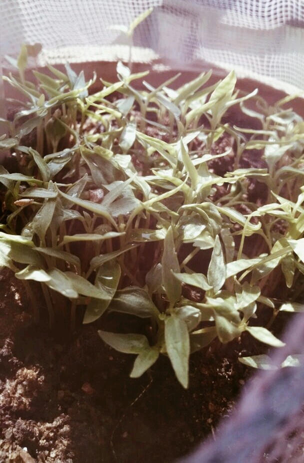 growing plants