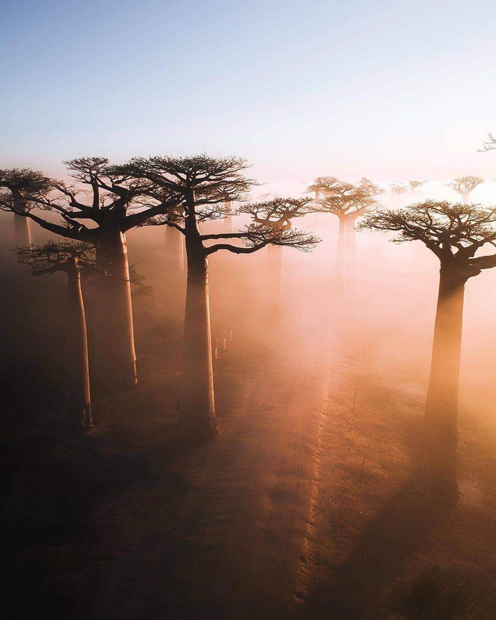 savanna