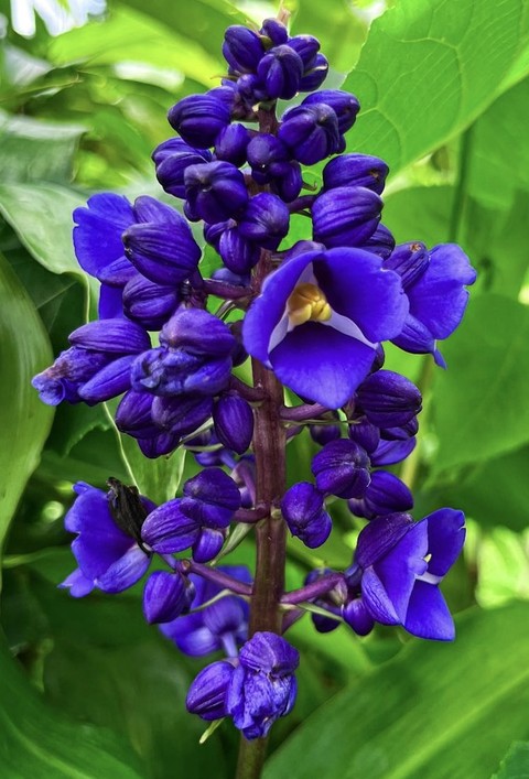 fondos de pantalla plant, flower