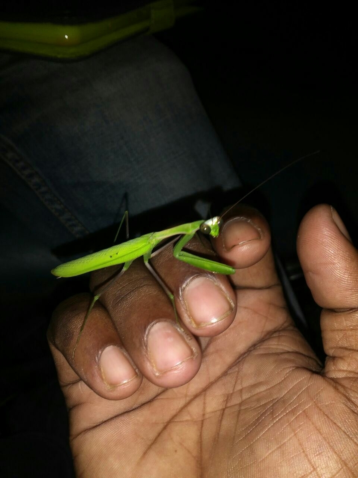 Insect