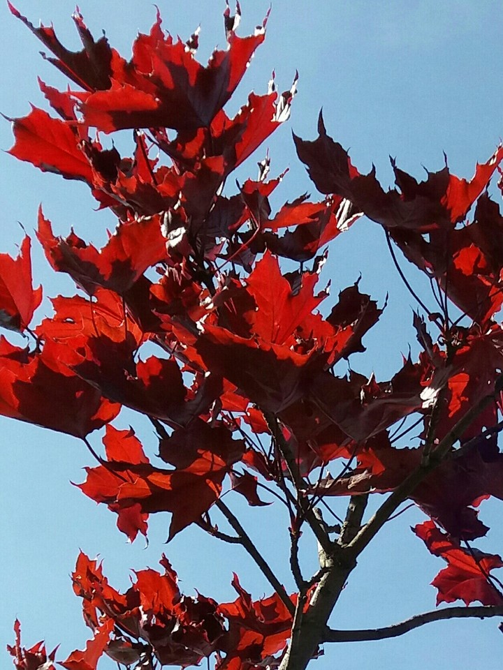 red