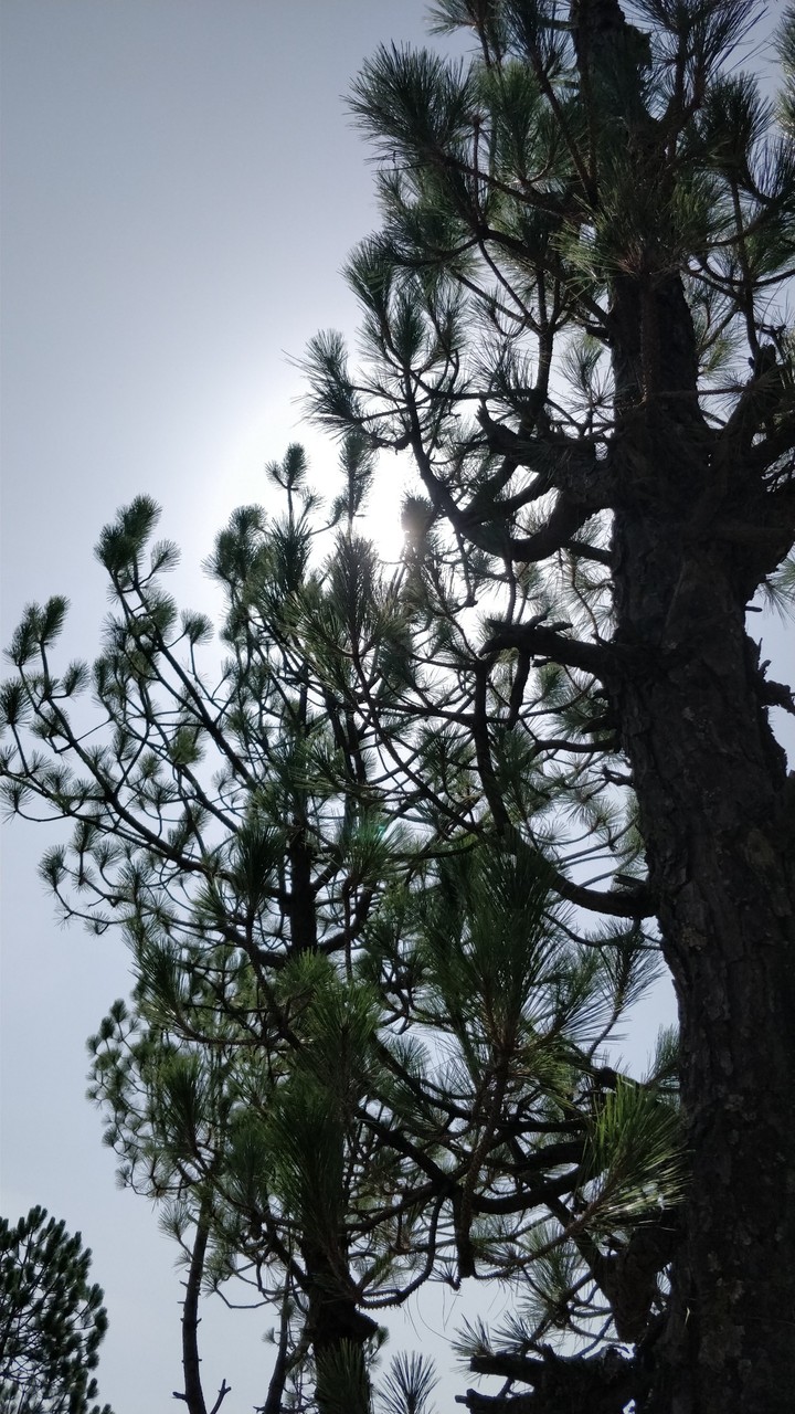 When Sun rays filter through the nature