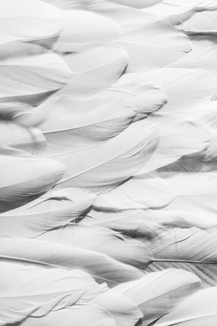 White feathers
