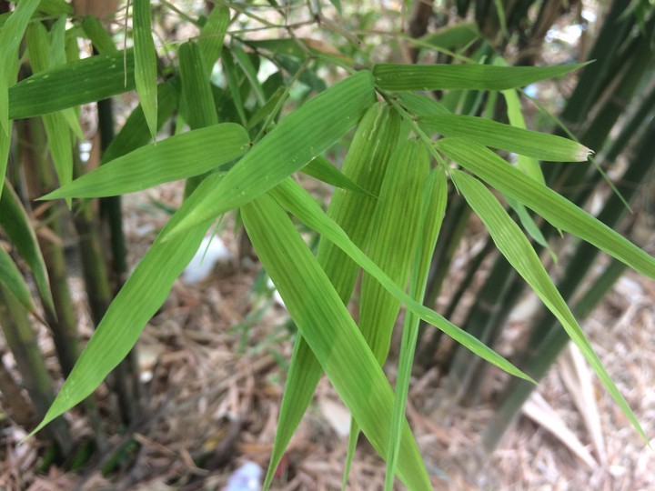 Chinese Bamboo