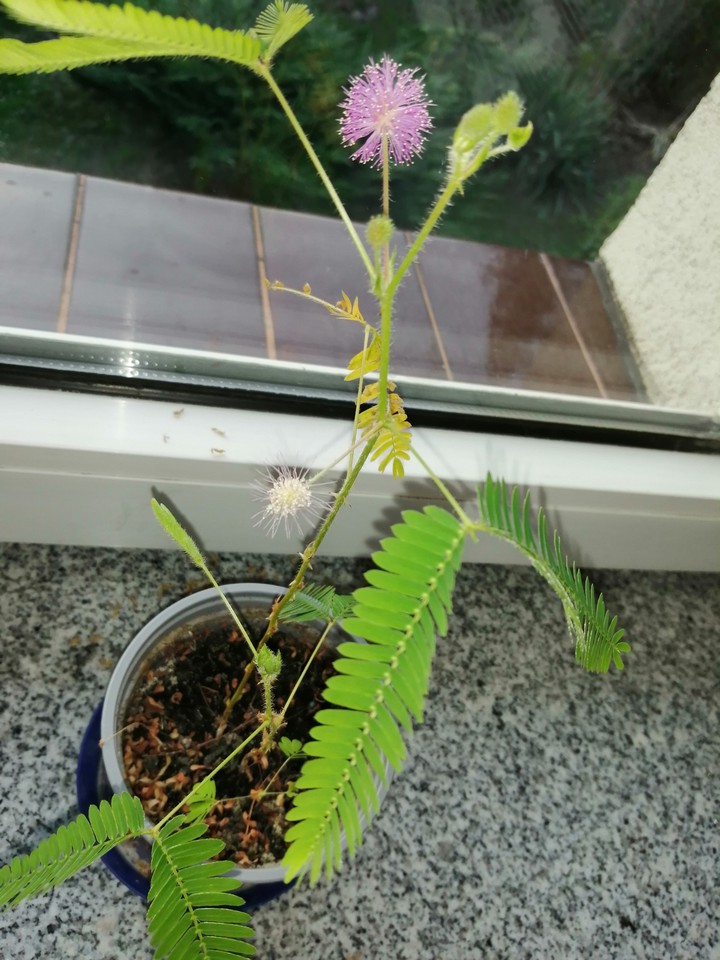 mimoza