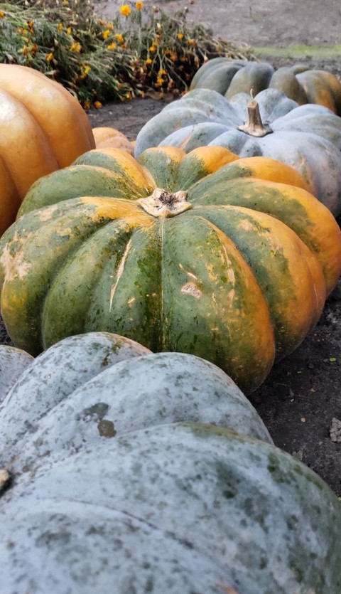 pumpkin
