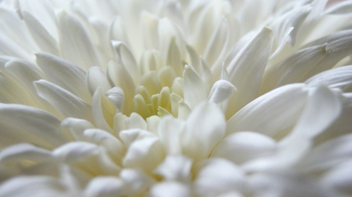 aster