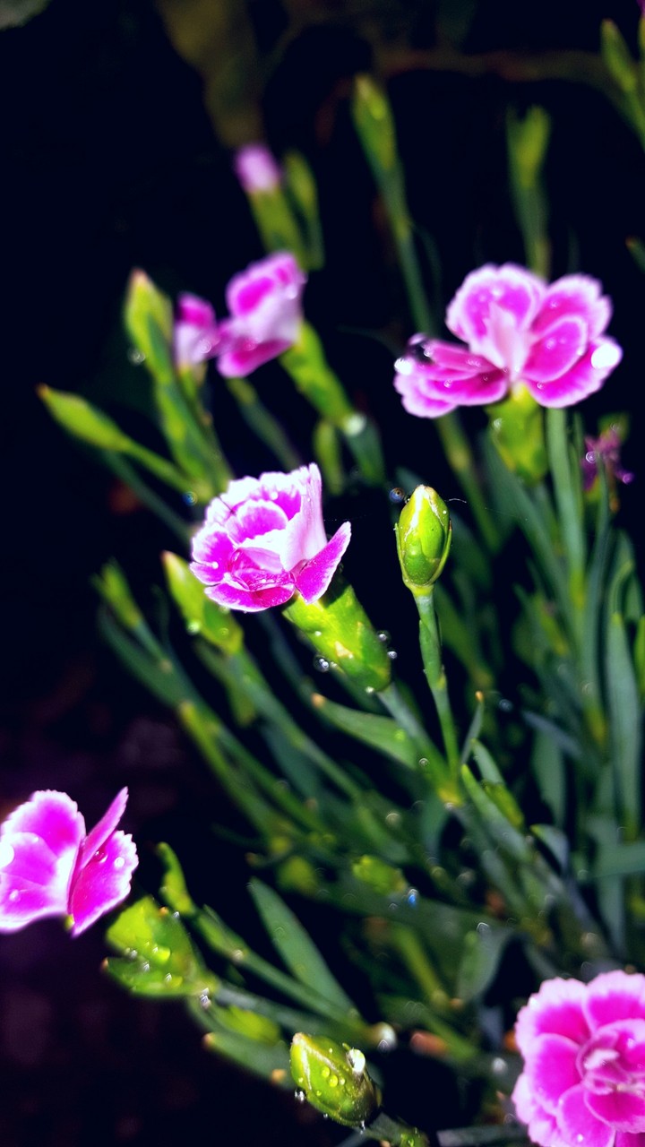 Carnations