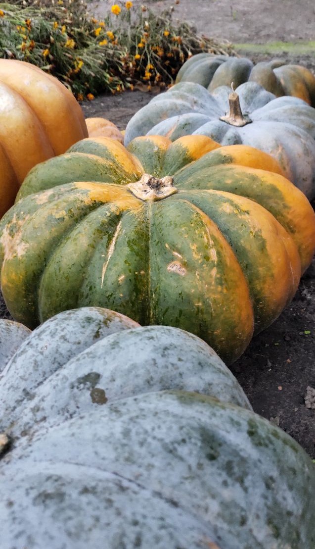 pumpkin