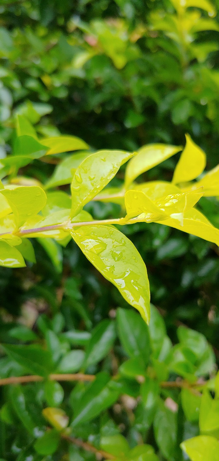 water drops