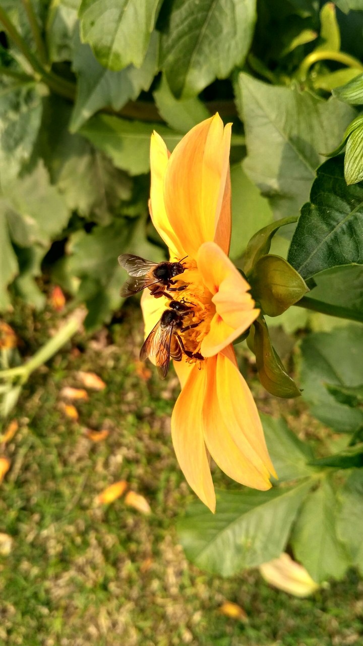 Beautiful honey bee