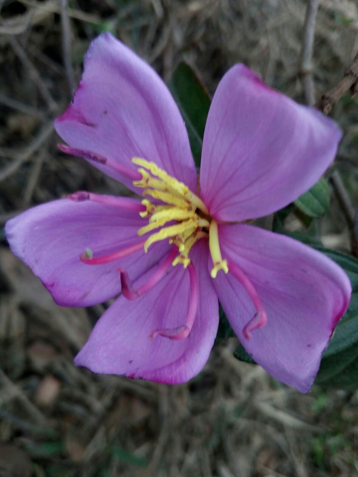 Wild Flower