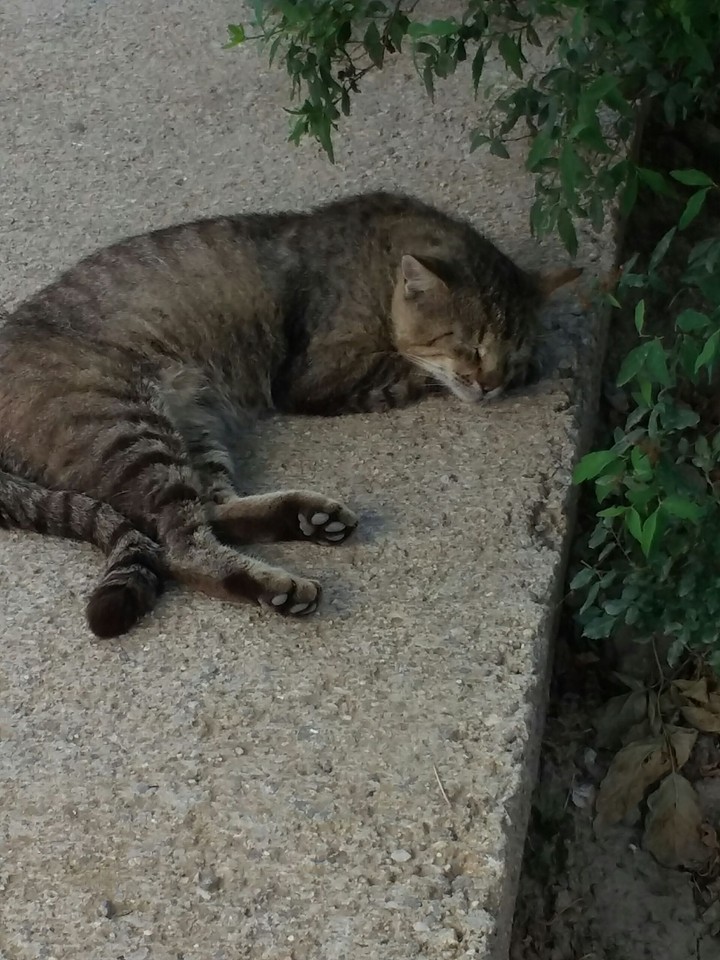 sleepy head