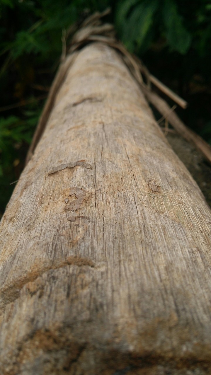 Tree Bark