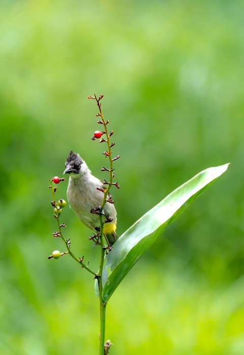 тапети bird, bulbul