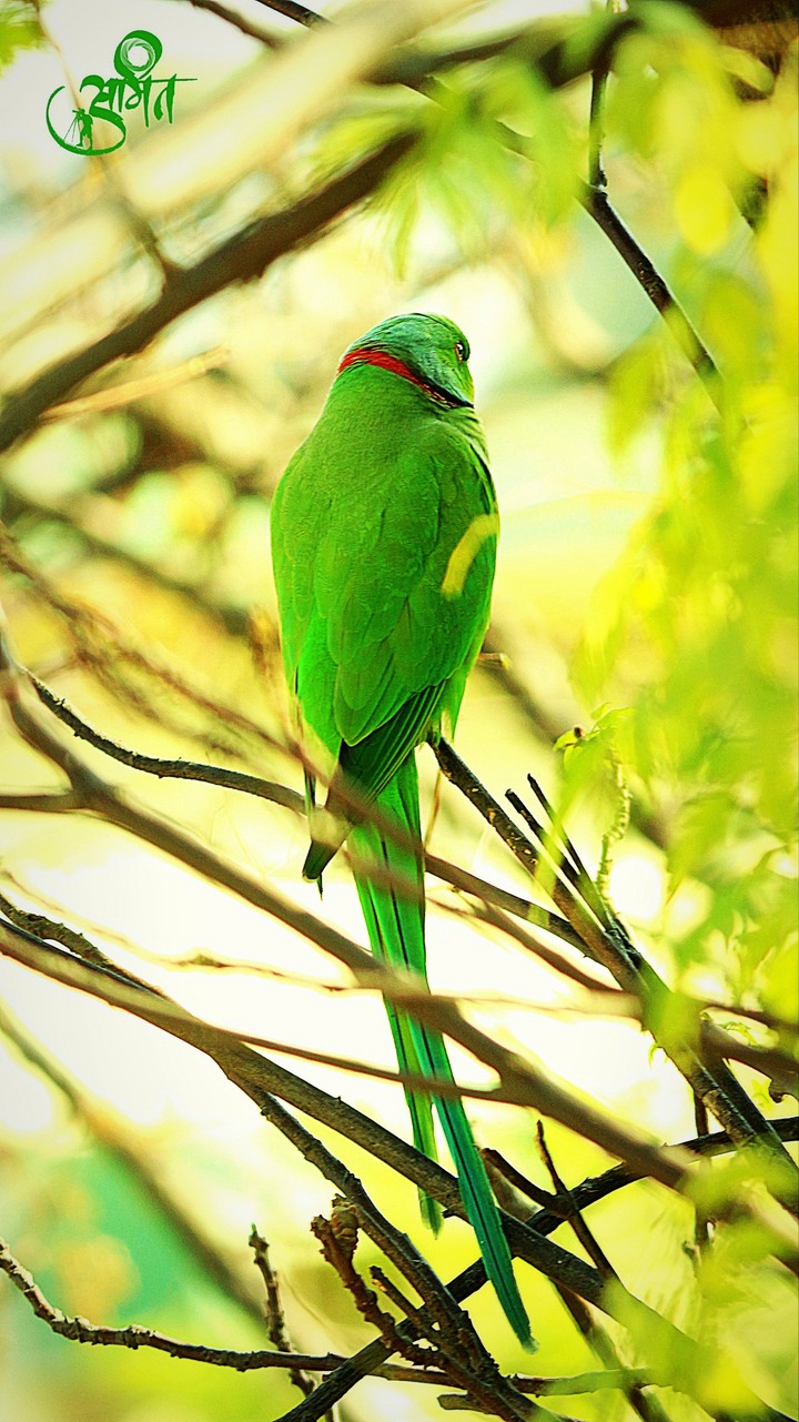 Parrot