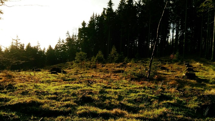 Nature