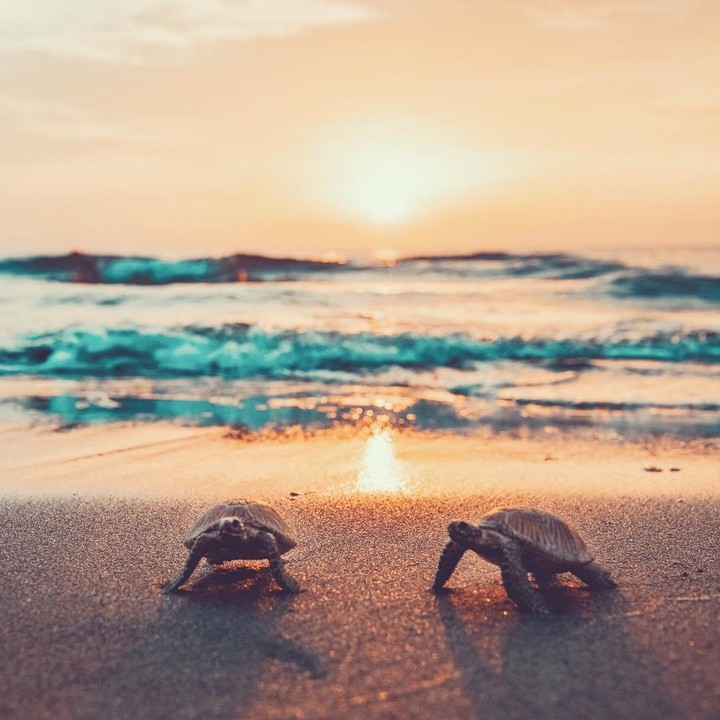 turtles <3