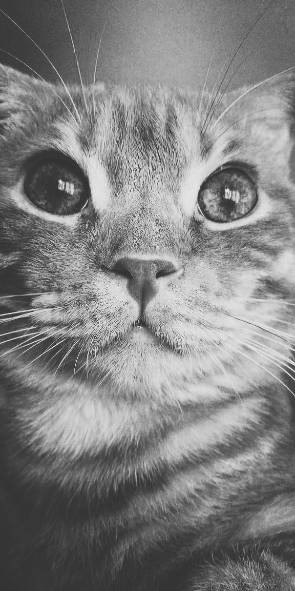 кошак