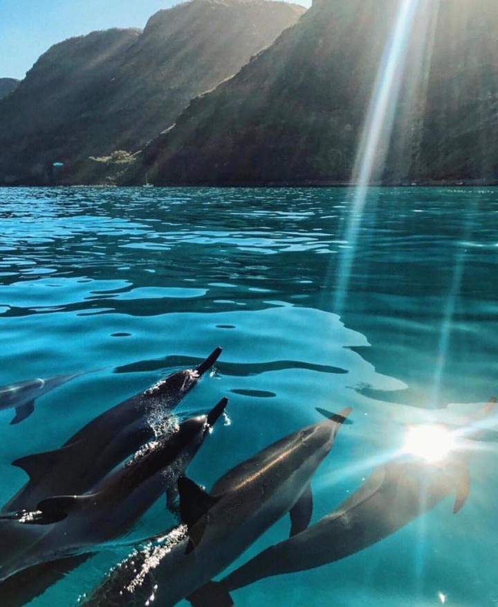 world of dolphines