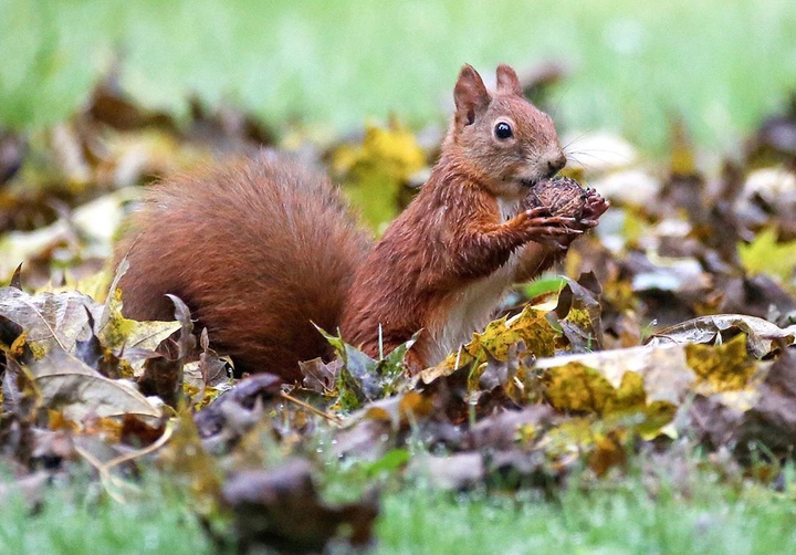 Squirrel