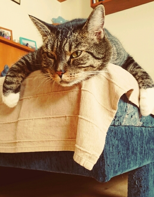 my cat