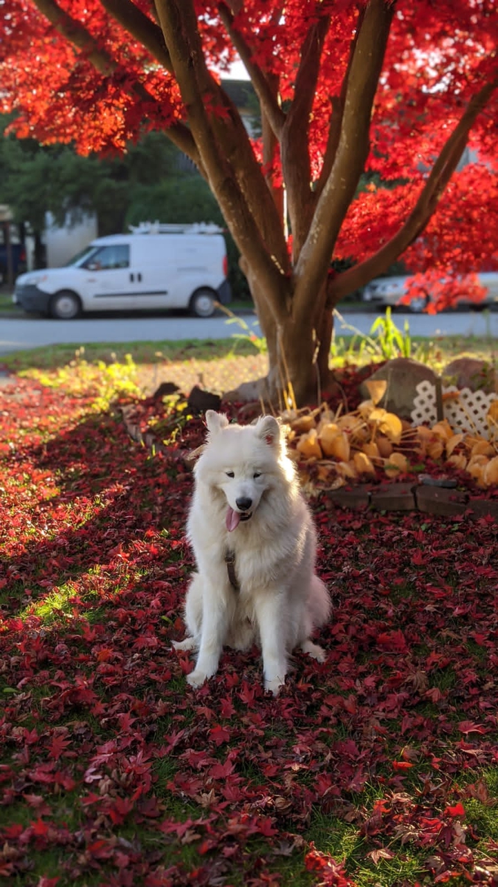 cute huskey
