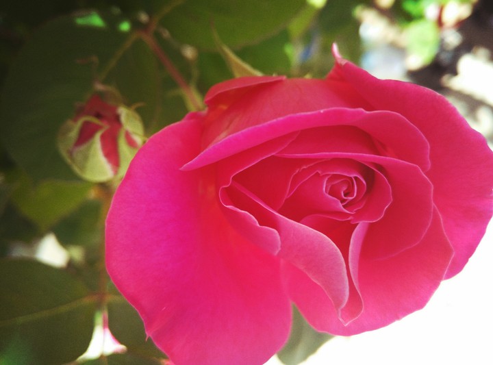 rose