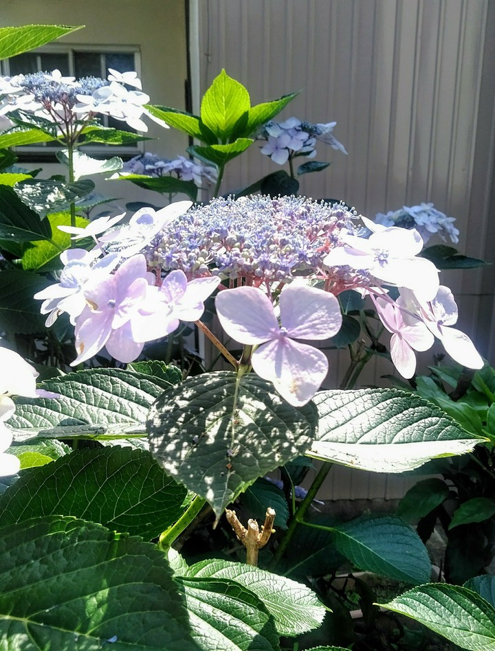 hydrangea